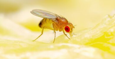 How To Get Rid Of Fruit Flies In The Bathroom